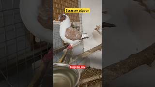 Strasser pigeonbird کۆتریمیلانۆکۆترەجوانەکانparrot cockatiel koktail kotr foryou short [upl. by Kennett616]