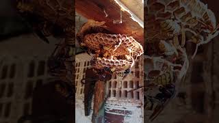 Wasps building nest hornetentomologistsatisfying [upl. by Iral]