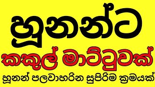 හූනන් පලවාහරින සුපිරිම ක්‍රමයක්  How to get rid of Geckos  arunasiri [upl. by Ellenrad32]