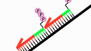 DNA Replication 2B Okazaki fragments [upl. by Annecorinne877]