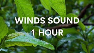 Wind Sounds 1 Hour  Wind Blowing  Late Night Sleep [upl. by Arel782]