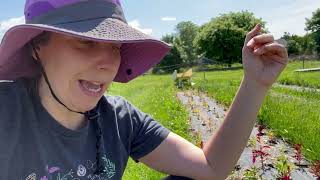 How to Pinching Celosia for big beautiful flowers gardening [upl. by Bell103]