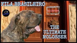 Fila Brasileiro  Der Ultimative Molosser [upl. by Amaras]