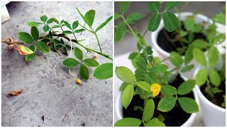 How To Grow Arachis Pintoi  Cara Tanam Keratan Bunga Arachis Pintoi [upl. by Adnilab]