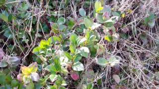 Salal  Gaultheria shallon [upl. by Wardlaw]