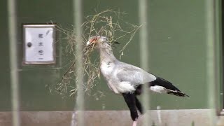 巣作り中のヘビクイワシ （千葉市動物公園）Secretary Bird Nesting [upl. by Greenes]