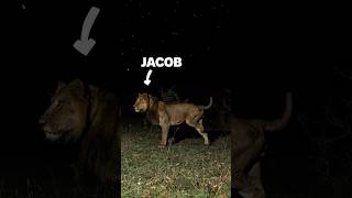 Why did a threelegged lion and his brother cross a predator infested channel in Uganda at night [upl. by Esiom315]