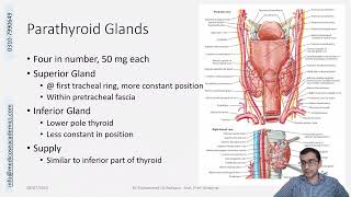 Parathyroid Gland Gross Anatomy [upl. by Anirbes]