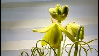 Albuca spiralis in bloom  Container Gardening [upl. by Yelsew101]