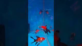 Black tail goldfish shorts blackgoldfish youtubeshorts [upl. by Nicolais]