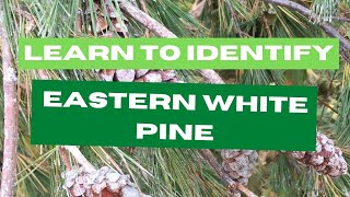 Identifying eastern white pine [upl. by Qifar397]