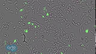 Transfection of 3T3 cells with CellLight NucleusGFP  CytoSMART Lux3 FL fluorescence imager [upl. by Eniledam]