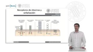 Receptores de Citocinas Transducción de Señales  818  UPV [upl. by Ahsikam]