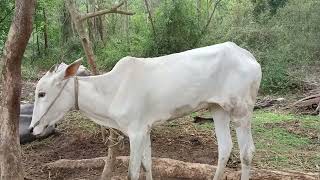 ಹಳ್ಳಿಕಾರ್ ಕಡಸುಗಳು  desicow hallikarheifers hallikarcalf [upl. by Thomasa]