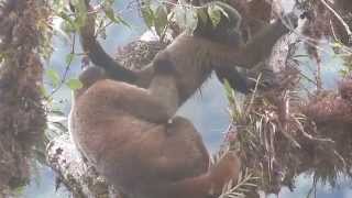 Woolly Monkeys playing in our Rio Zunac Reserve segment 21 [upl. by Waers]