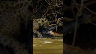 leapord Vs crocodile 🐊 Incredible battle 🤯 [upl. by Yesnik]