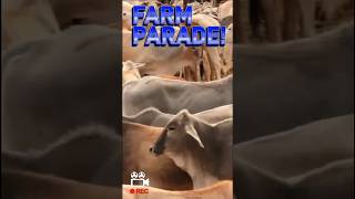 The Most Epic Farm Animal Parade Ever [upl. by Aneis]