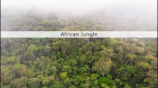 African Jungle sound effects library  nature and wildlife sounds from the Congo rainforest [upl. by Harraf249]