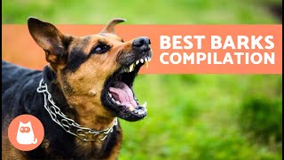 The Best Videos of DOGS BARKING 🐶🐾 BARKING of Angry Happy and Funny DOGS [upl. by Anastase]