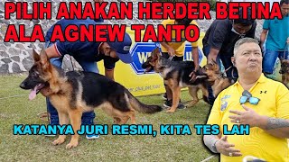 CARA PILIH ANAKAN HERDER BETINA ALA AGNEW TANTO JURI RESMI HERDER [upl. by Ancilin]