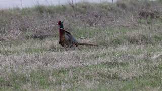 Ring necked Pheasant running in grass [upl. by Houston]