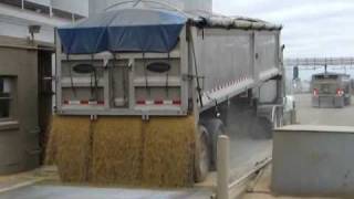 Hauling Soybeans to the Processor amp Backhaul Lime [upl. by Sean]