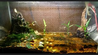 African Dwarf Frog Video FAQs 1 Cleaning [upl. by Hanforrd502]