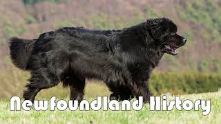 Podcast 150 Newfoundland History  North America’s water rescue dog [upl. by Aicened13]