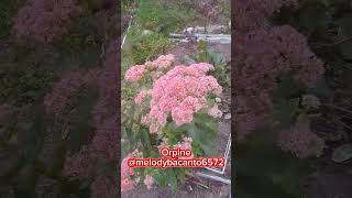 Orpine short melodybacanto6572 [upl. by Rosmarin]