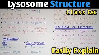 Lysosome Structure And Functions  Class 11 Biology [upl. by Aniweta929]