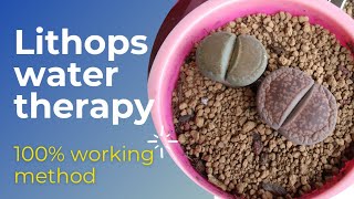 How to give Lithops water therapy  Saving wrinkled lithop  Lithops care [upl. by Regan]