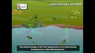 Life Cycle Of A Frog  Frog Metamorphosis  Elementry Science  Elearnin [upl. by Ylrak]