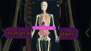 human anatomy system humananatomyandphysiology [upl. by Jenkins]