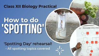 How to do SPOTTING  Biology Practical Class 12 [upl. by Nolyaj325]