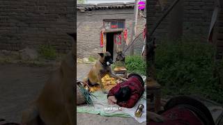 Tommy Help Old Grandmother 👵 🐶 shorts emotional dog [upl. by Nnylyak]