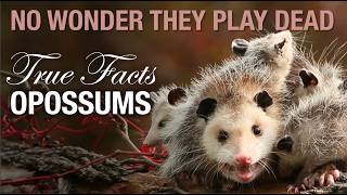 True Facts NotDead Opossums and Their Weird Defenses [upl. by Frankhouse796]