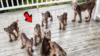 Lynx Mama Brings Her 7 Kittens To Revisit Kind Mans Yard [upl. by Dylane]