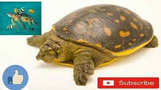 How to care Indian flapshell Turtle video in HindiUrdu [upl. by Oliy591]