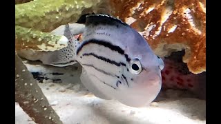 タテジマヤッコ Blackstriped angelfish Genicanthus lamarck [upl. by Lopez468]