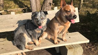 How to Train Your Australian Cattle Dog for Police Work [upl. by Minabe722]