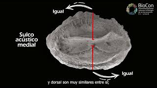 Características morfologógicas generales del otolito sagitta [upl. by Jasik]