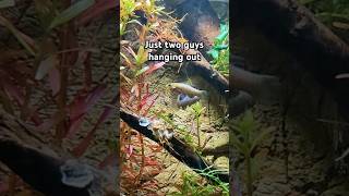 Two guys hanging out guys fish fishtank aquarium water animals [upl. by Nader]