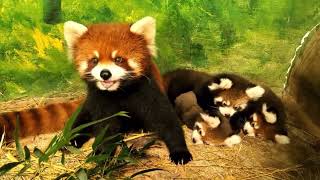 Three red pandas stacked on top of each other 🤗 【red panda】【cute】 [upl. by Aynwat38]