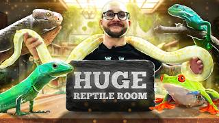 Reptile Room Tour  My Biggest and Most Impressive Animals and Enclosures [upl. by Gayler]