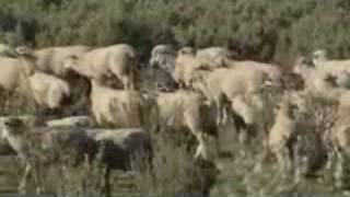 Saltbush Lamb  Landline production about Bultarra lambs [upl. by Con]