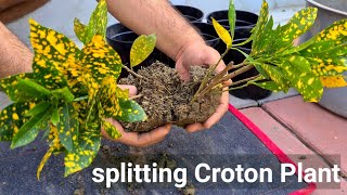 How to split Croton plant [upl. by Enymsaj]