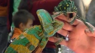 Veiled Chameleon eating Horned Worms [upl. by Arbmahs19]