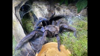 Chilobrachys dyscolus sp blue Rehouse and care [upl. by Ferdie691]