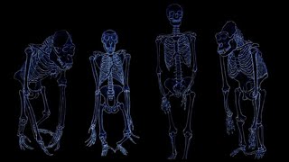 2 EVOLUTION PRIMATES  homologie et parenté [upl. by Oecile839]