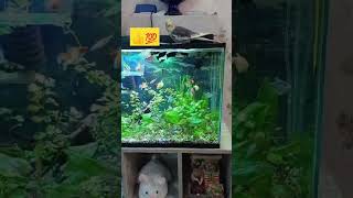 aquarium akvarium akvaryumbalığı karma akvaryum akvaryum hobbim [upl. by Erena]